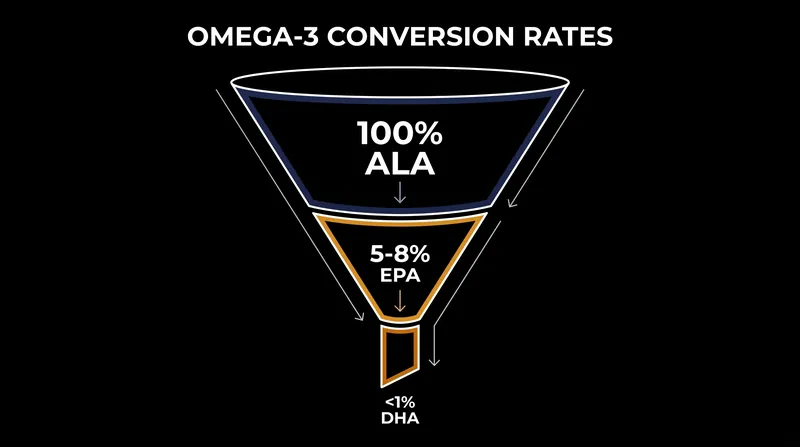 The biological bottleneck: Only a fraction of plant-based ALA is successfully converted into active EPA and DHA.