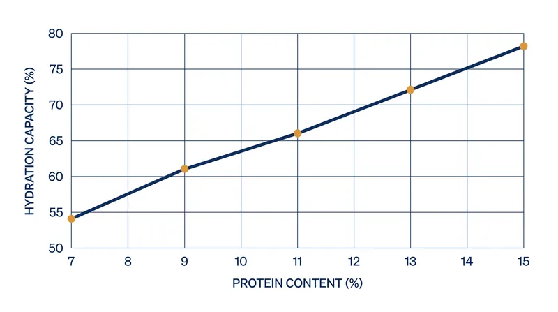 Higher protein flours and flours with higher ash content absorb significantly more water than low-protein cake flours.