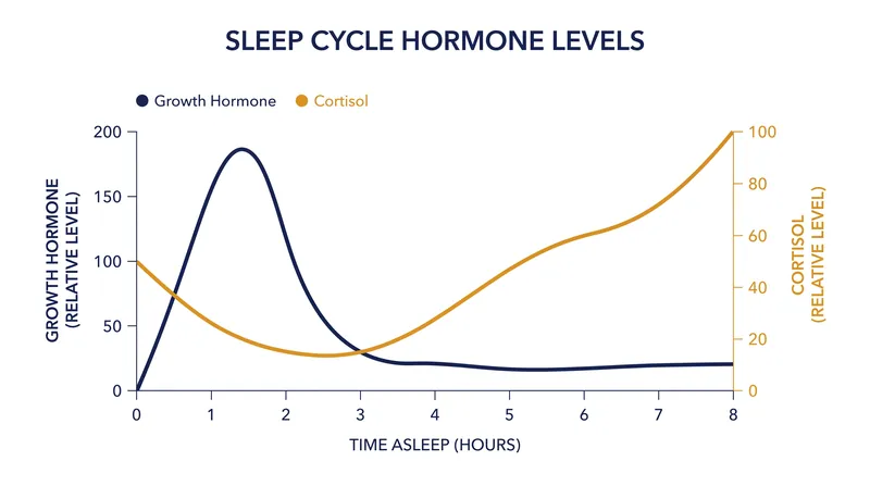The hormonal seesaw: Growth hormone peaks while cortisol drops during the first half of the night, creating an optimal window for muscle repair.