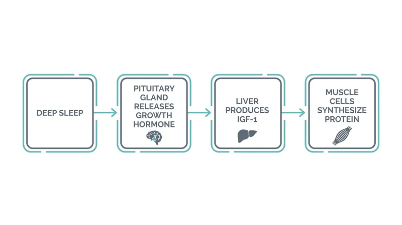 The biological pathway from deep sleep to muscle protein synthesis.