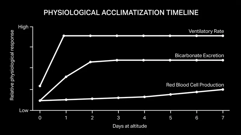 The body's response to hypoxia occurs in distinct, overlapping phases.