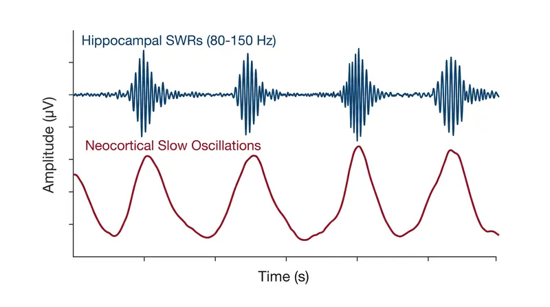 During deep sleep, hippocampal ripples synchronize with cortical slow waves to transfer memories.