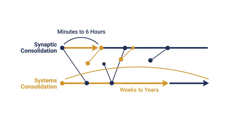 The dual-speed timeline of memory consolidation.