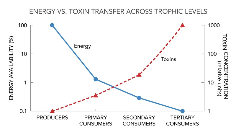 As energy dissipates up the food chain, fat-soluble toxins become increasingly concentrated.