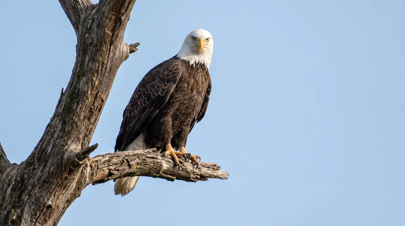 Bald eagle populations suffered catastrophic declines in the mid-20th century due to the biomagnification of DDT, which caused severe eggshell thinning.