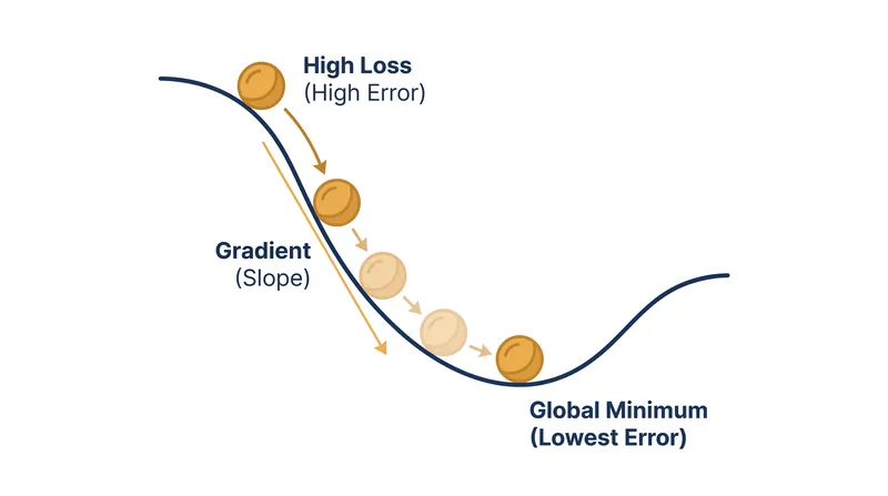 Gradient descent calculates the slope of the error curve to determine which direction updates the model's weights.
