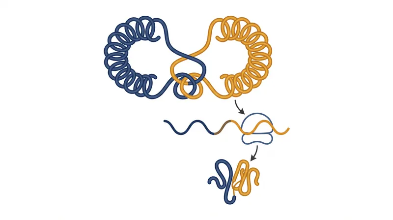 During an immune response, distant genes can physically loop together to transcribe a hybrid mRNA molecule.