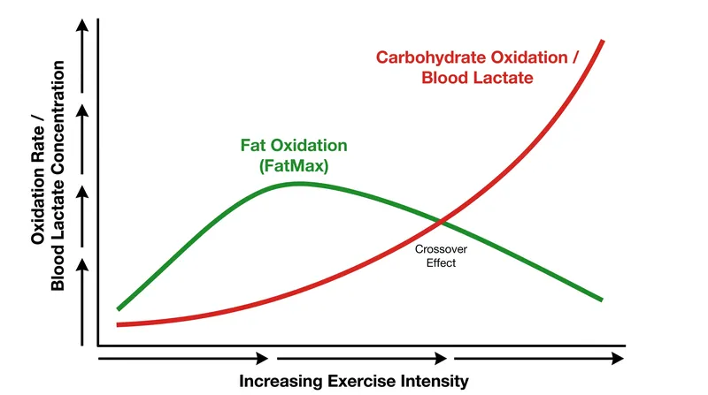 As exercise intensity increases, the body shifts from burning fat to relying on carbohydrates.