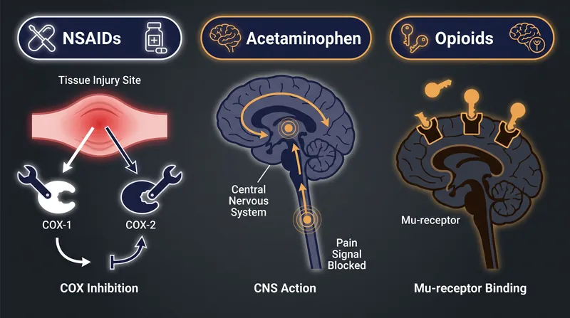 How different classes of analgesics intercept pain signals in the human body.