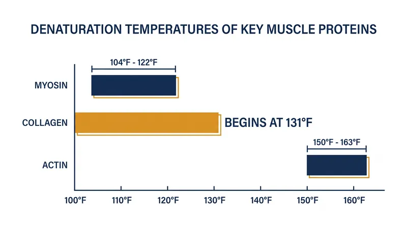 Different proteins in meat denature at different temperatures, affecting texture and moisture.