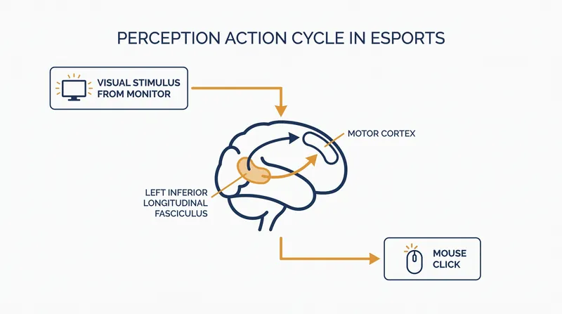 The neurological pathway that dictates a player's Actions Per Minute.