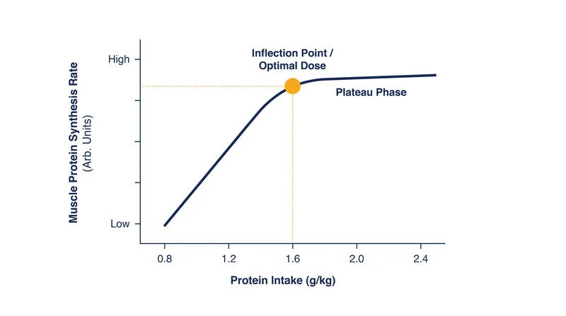 The dose-response curve for muscle protein synthesis flattens sharply at 1.62 grams per kilogram of body weight.