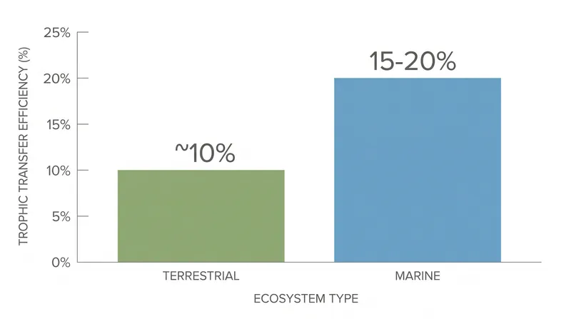 Marine ecosystems often exhibit higher baseline transfer efficiencies due to the high digestibility of phytoplankton.