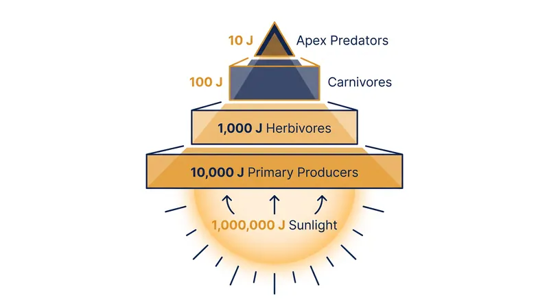 The exponential decay of energy across trophic levels limits the height of the ecological pyramid.