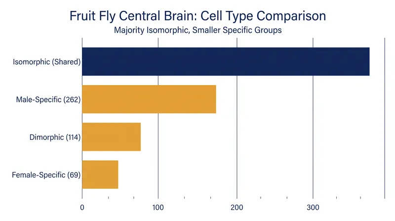 While most of the brain is identical between sexes, researchers identified specific dimorphic and sex-specific cell types.