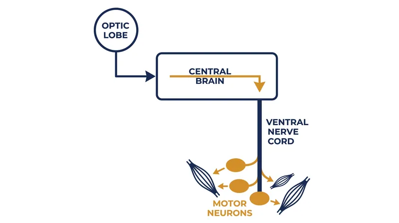 The inclusion of the ventral nerve cord allows researchers to trace complete pathways from sensory input to motor action.