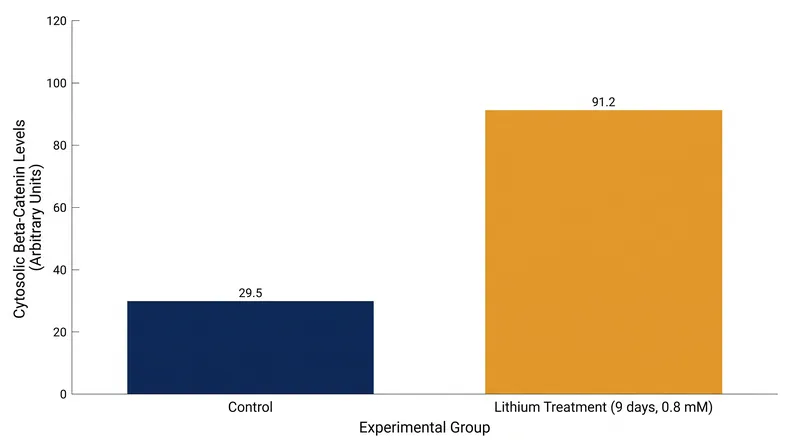 Inhibiting GSK-3β with lithium allows β-catenin levels to rise, triggering the production of neuroprotective proteins.