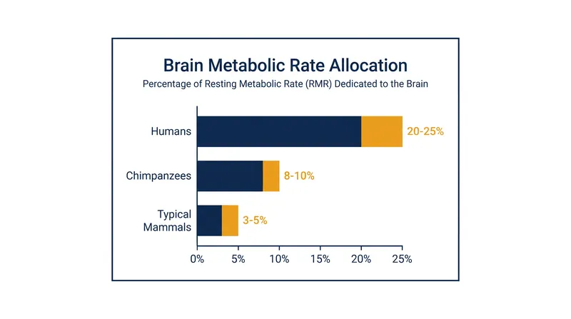 Humans allocate more than twice the relative resting energy to their brains than chimpanzees.