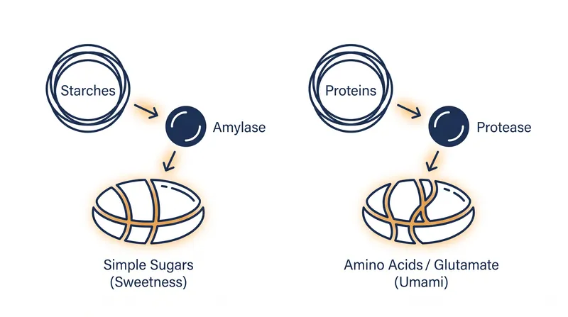 How koji enzymes transform raw ingredients into complex flavors.