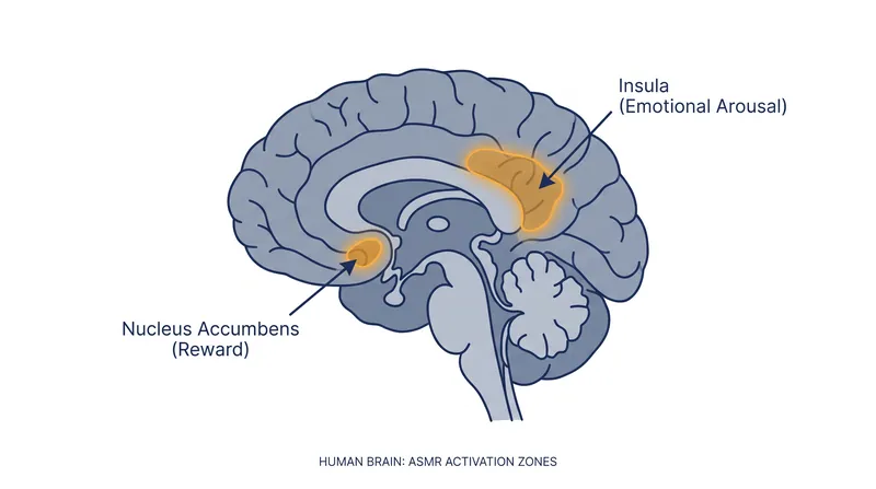 fMRI scans reveal that ASMR tingles activate the brain's reward centers and regions associated with affiliative social behaviors.