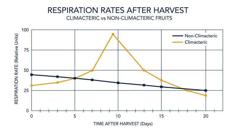 While climacteric fruits experience a massive metabolic surge after harvest, non-climacteric fruits steadily decline into senescence.
