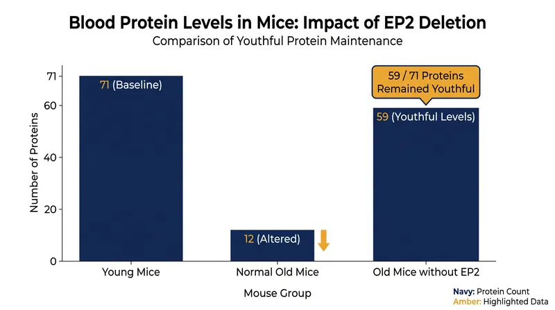 Targeted deletion of the EP2 receptor preserved youthful blood chemistry in older mice.