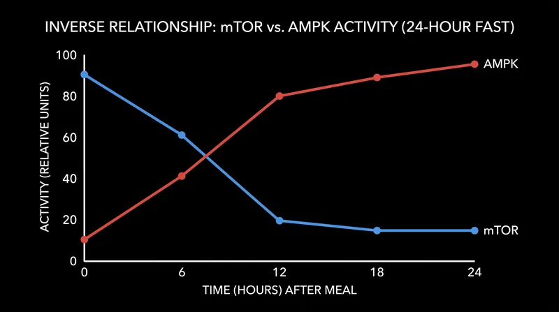 As fasting progresses, energy-sensing AMPK levels rise while growth-promoting mTOR levels fall.