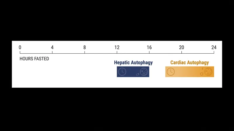 Different tissues require varying durations of fasting to initiate autophagic recycling.