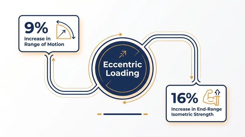 Unlike static stretching, eccentric training simultaneously increases flexibility and the isometric strength required to control it.