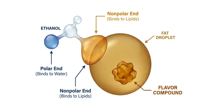 Ethanol acts as a chemical hook, using its nonpolar end to extract fat-soluble flavor compounds.