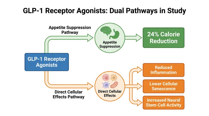 Researchers found that semaglutide provided cognitive and metabolic benefits that exceeded those achieved by simply matching the 24 percent reduction in calorie intake.