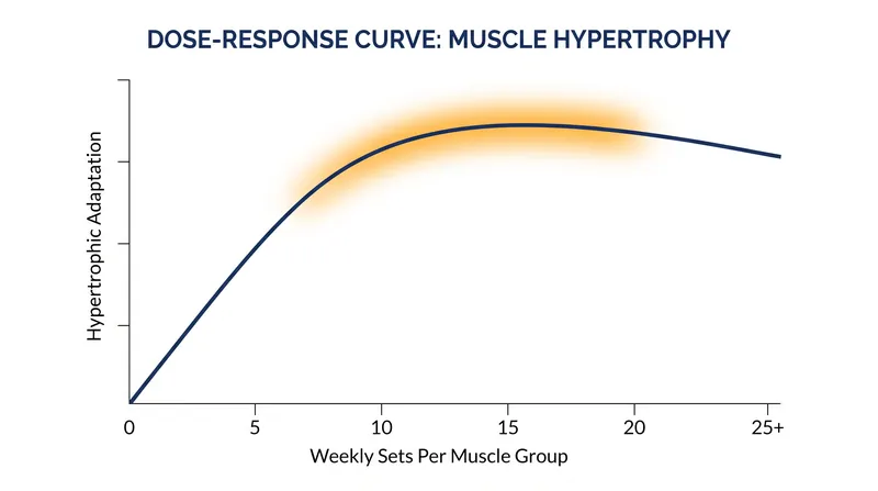 The dose-response relationship shows diminishing returns once weekly volume exceeds 20 sets.