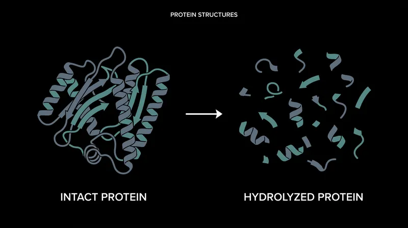 Extensively hydrolyzed formulas use enzymes to pre-digest proteins, bypassing the infant's immune detection.
