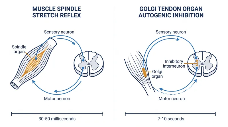 Muscle spindles react to rapid changes in milliseconds, while Golgi tendon organs require sustained tension to trigger relaxation.