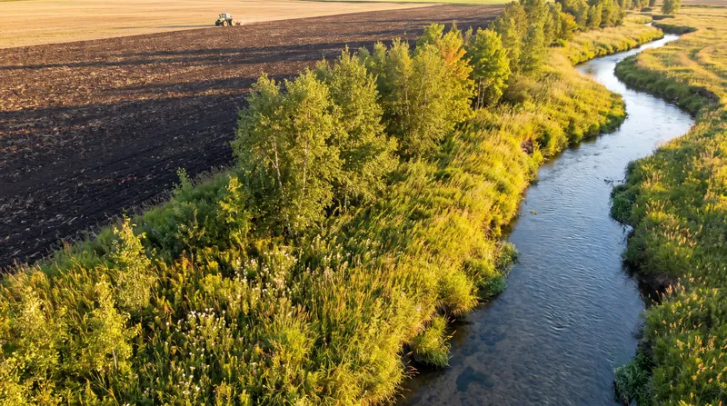 Riparian buffers are a common voluntary Best Management Practice used to filter agricultural runoff before it reaches waterways.