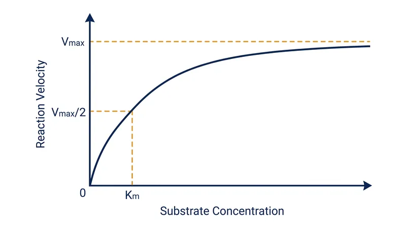 The Michaelis-Menten curve illustrates how reaction velocity plateaus as substrate concentration increases.