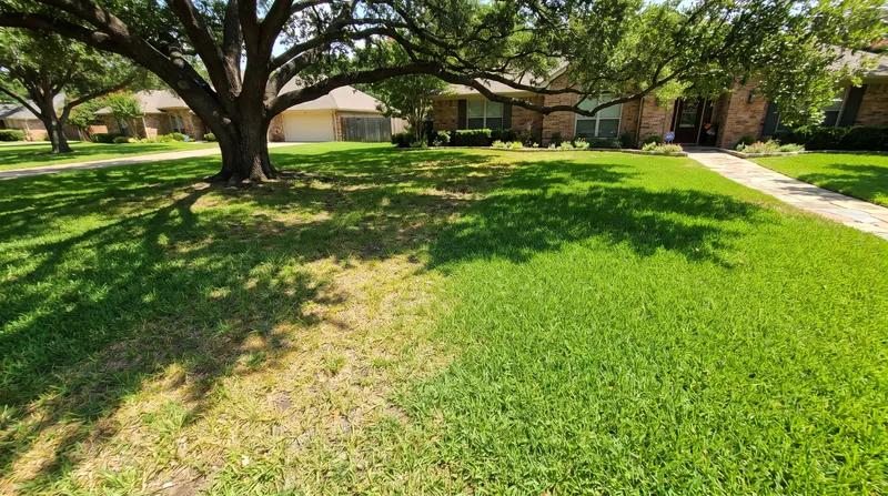 Warm-season C4 grasses require intense, direct sunlight to power their highly efficient photosynthetic pathways.