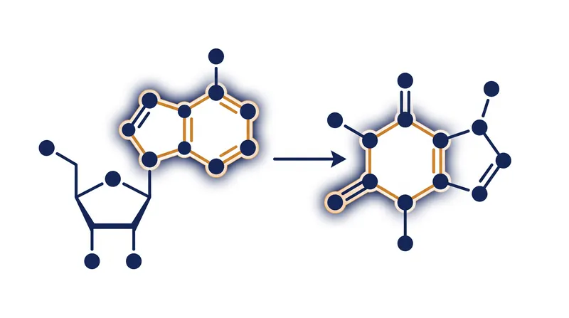 Caffeine and adenosine share a nearly identical molecular structure, allowing caffeine to hijack the brain's sleep receptors.