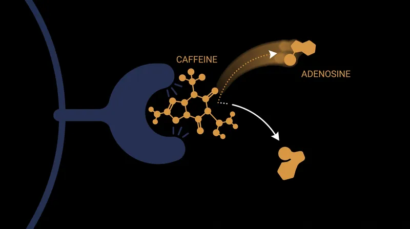 By acting as a competitive antagonist, caffeine prevents adenosine from signaling fatigue to the nervous system.