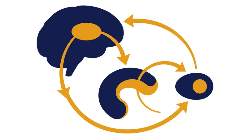The CSTC circuit acts as a behavioral filter, processing error signals from the cortex through the striatum and thalamus.