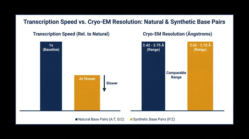 While RNA polymerase accurately transcribes synthetic base pairs, the process occurs at roughly half the speed of natural DNA transcription.