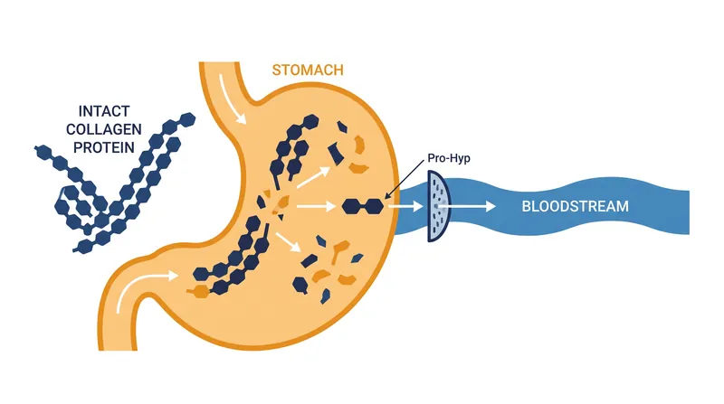 Unlike intact proteins, the Pro-Hyp dipeptide survives digestion to enter systemic circulation.