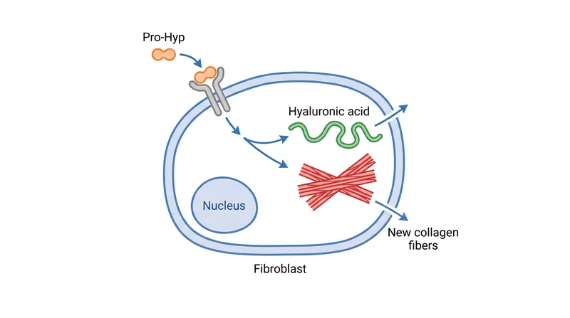 Pro-Hyp acts as a signaling molecule, instructing fibroblasts to increase the synthesis of hydrating compounds.