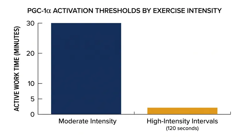 When intensity is maximized, the total time under tension required to activate mitochondrial biogenesis drops dramatically.