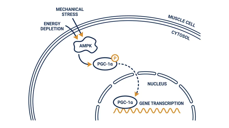 The molecular pathway of mitochondrial biogenesis begins when the cellular fuel gauge, AMPK, senses energy depletion.