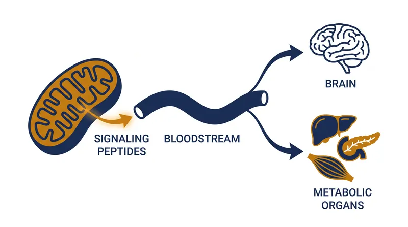 Mitochondria act as signaling organelles during exercise, releasing peptides that communicate with the rest of the body.