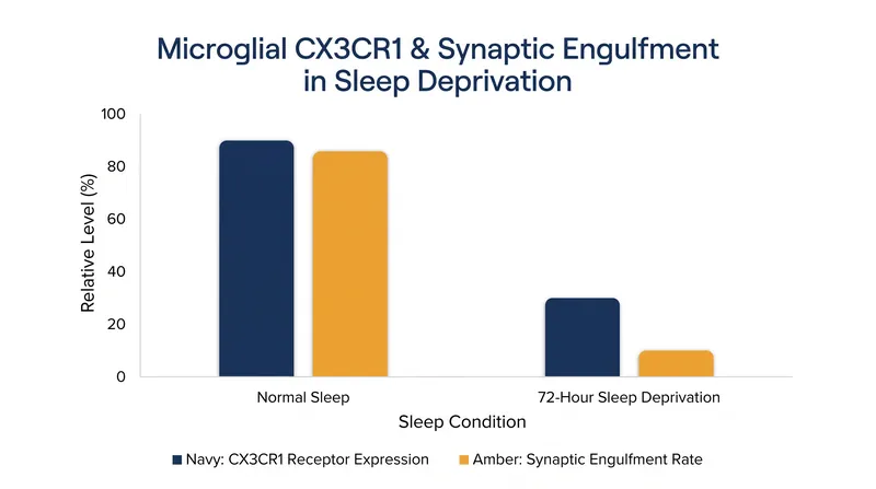 Sleep deprivation rapidly downregulates the receptors microglia need to identify and prune synapses.