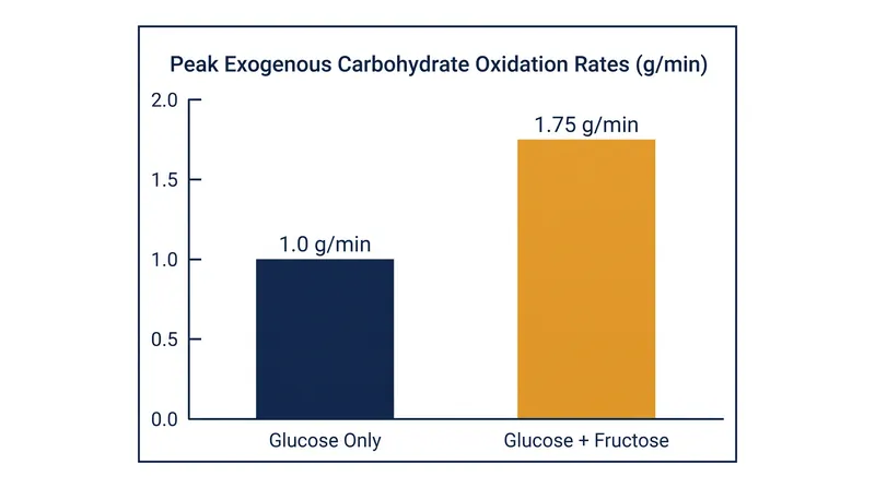 Combining glucose and fructose increases peak carbohydrate oxidation by up to 75 percent.