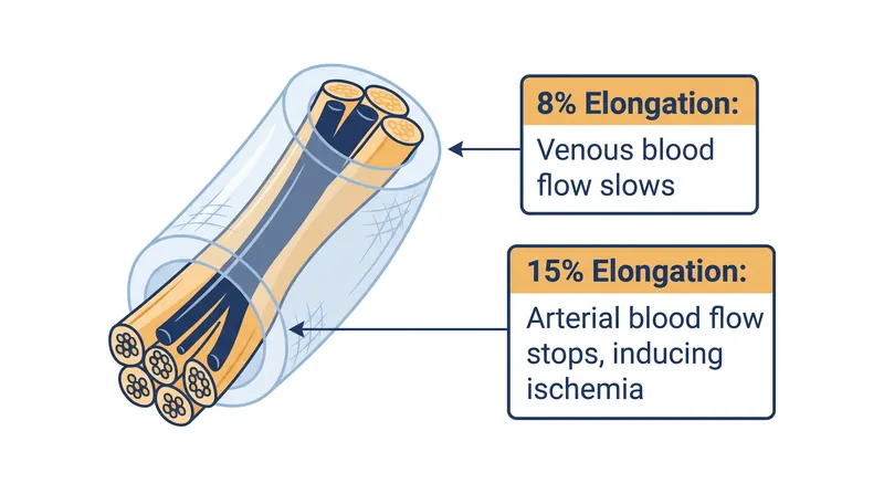 Peripheral nerves lose their blood supply rapidly when subjected to mechanical stretching.