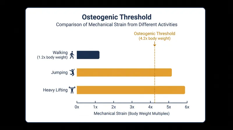Walking generates less than one-third of the mechanical strain required to trigger new bone formation.